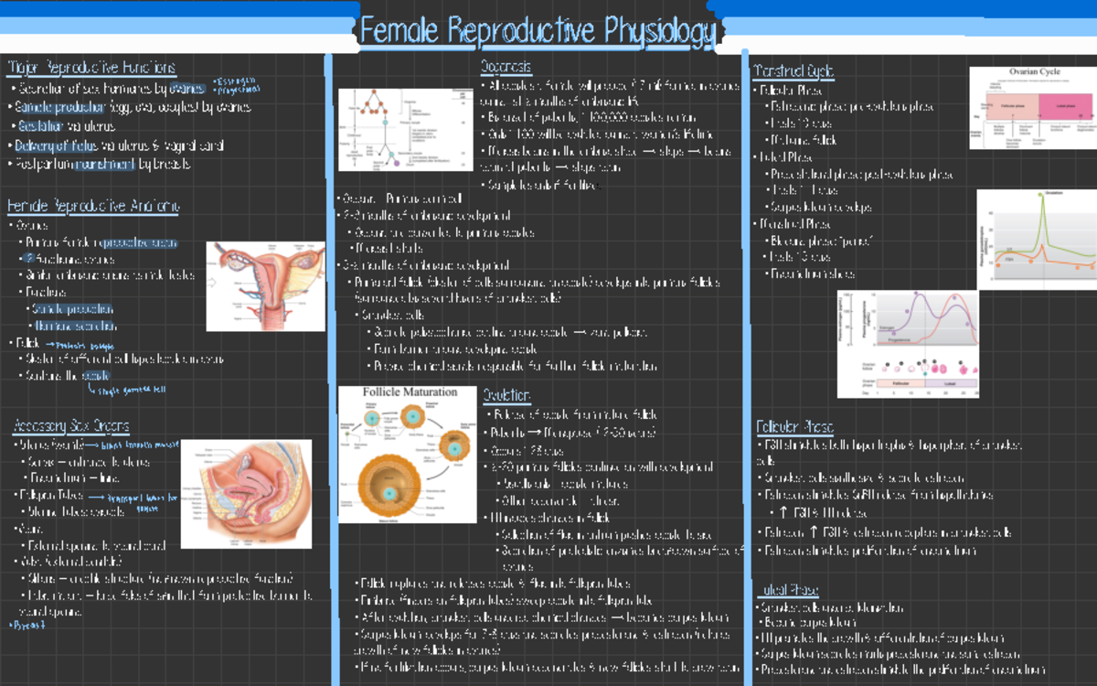 Female Reproductive Physiology - Estrogen • Female sex hormone ...