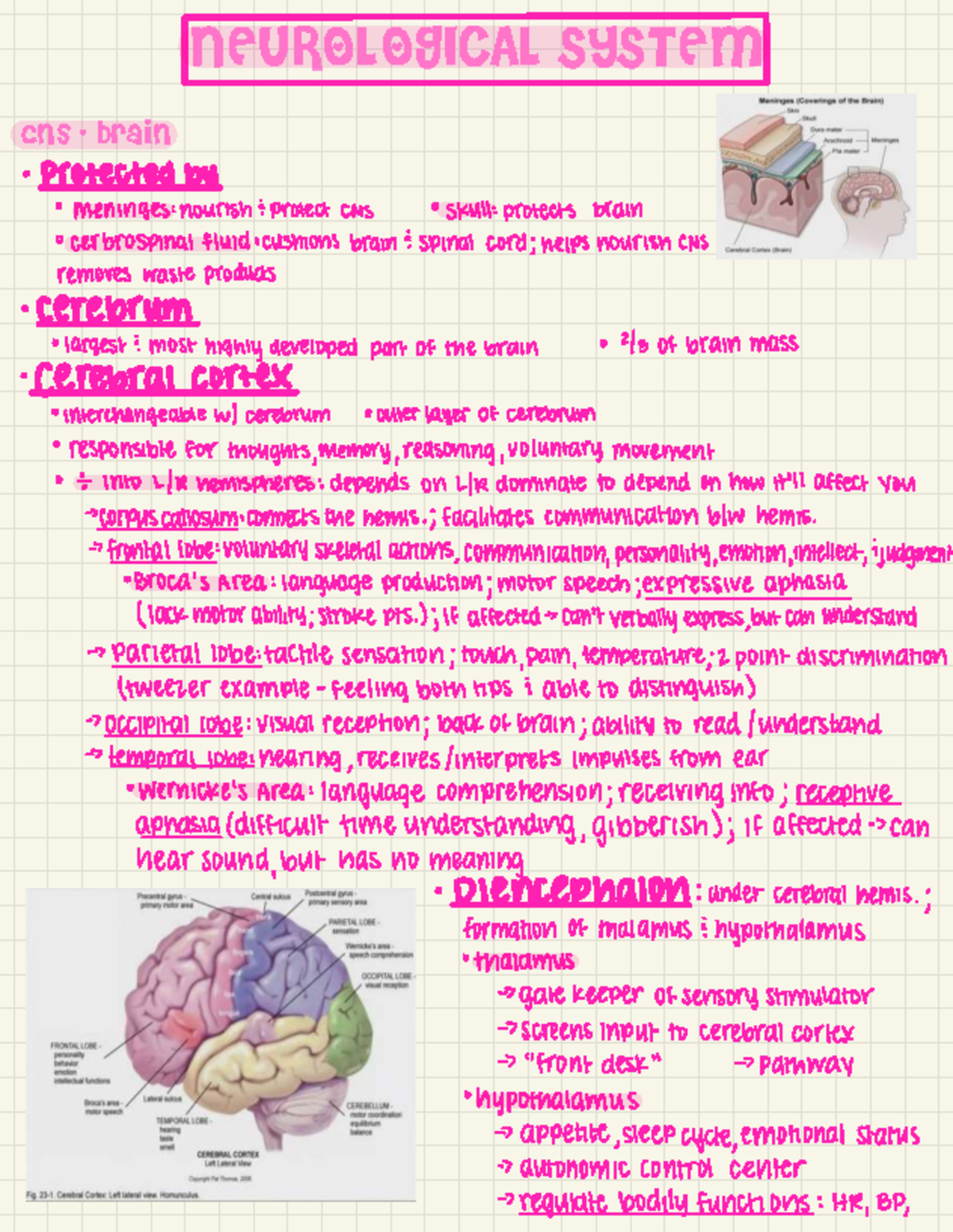 304 Exam 3 Study Guide: Neurological System Overview and Key Concepts ...