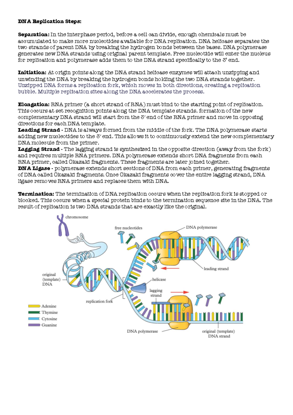DNA Replication and Meiosis Overview: Key Steps Explained - Studocu