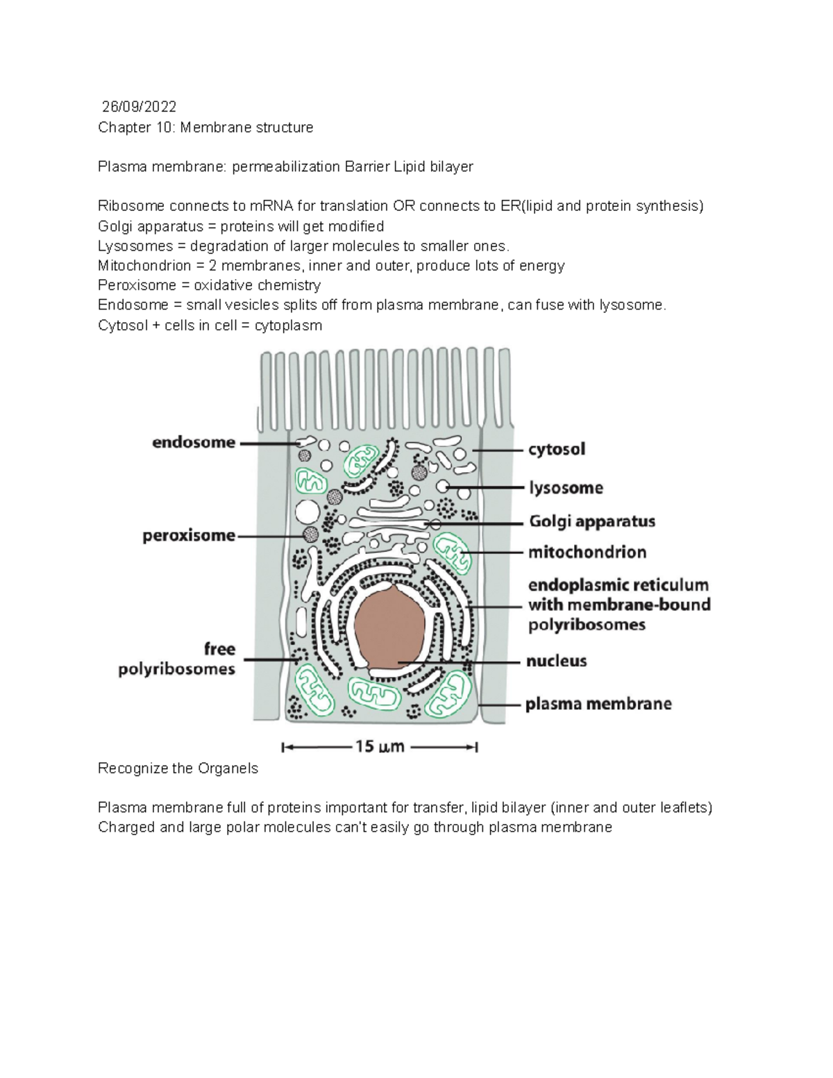 MBOC 2 - Lecture Notes on Membrane Structure and Protein Sorting ...