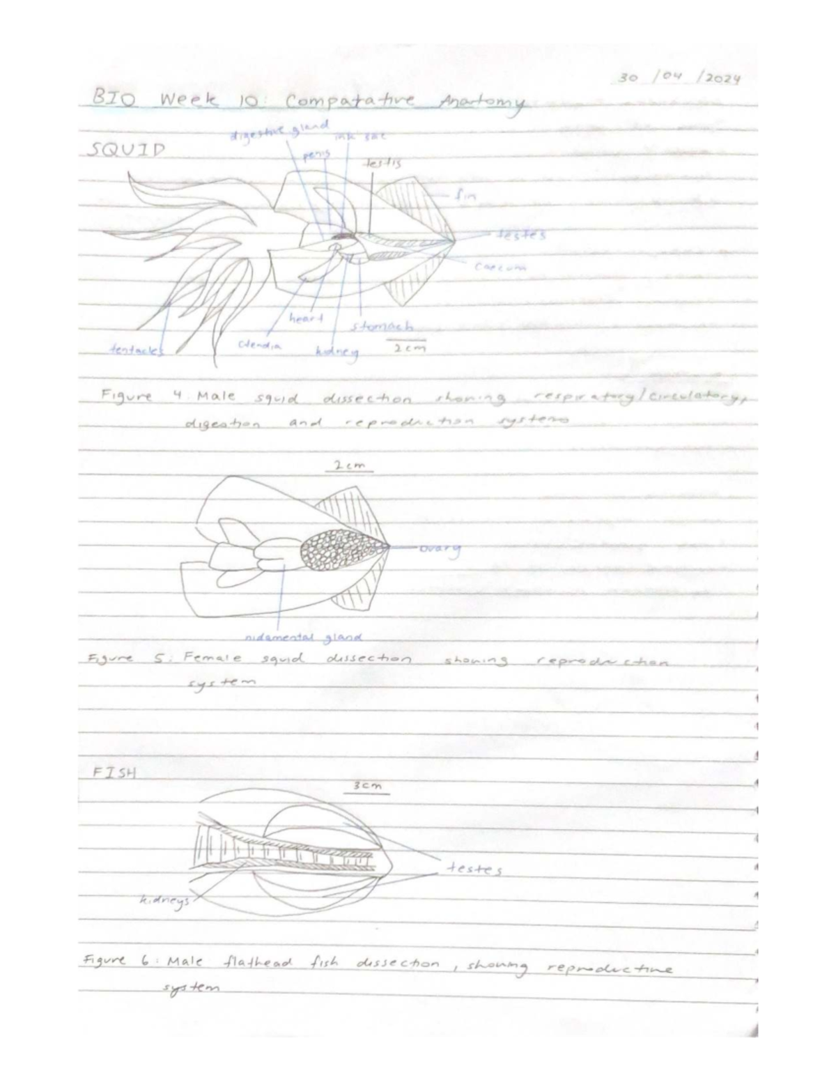 BIO 10 Dissection Drawings: Comparative Anatomy of Squid & Fish - Studocu