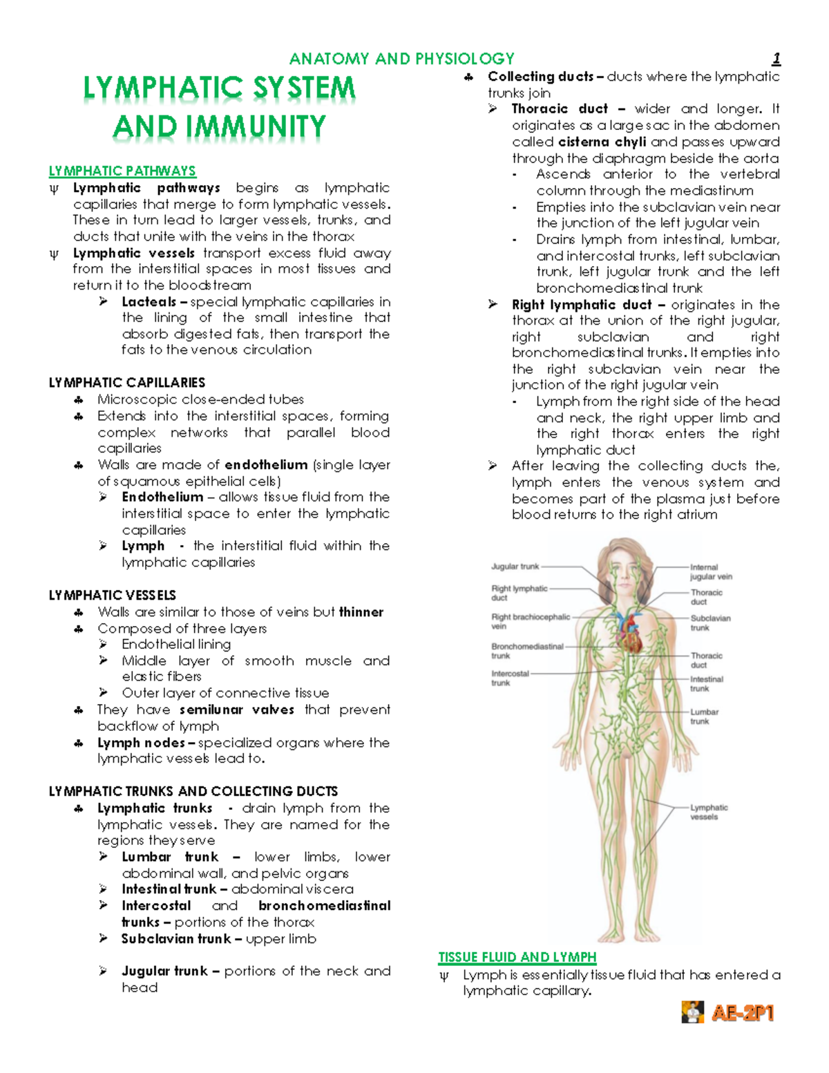 Anatomy and Physiology CH14: Overview of the Lymphatic System - Studocu