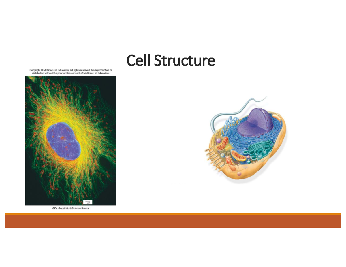 BIO 1121-5 Lecture Notes: Overview of Cell Structure & Theory - Studocu