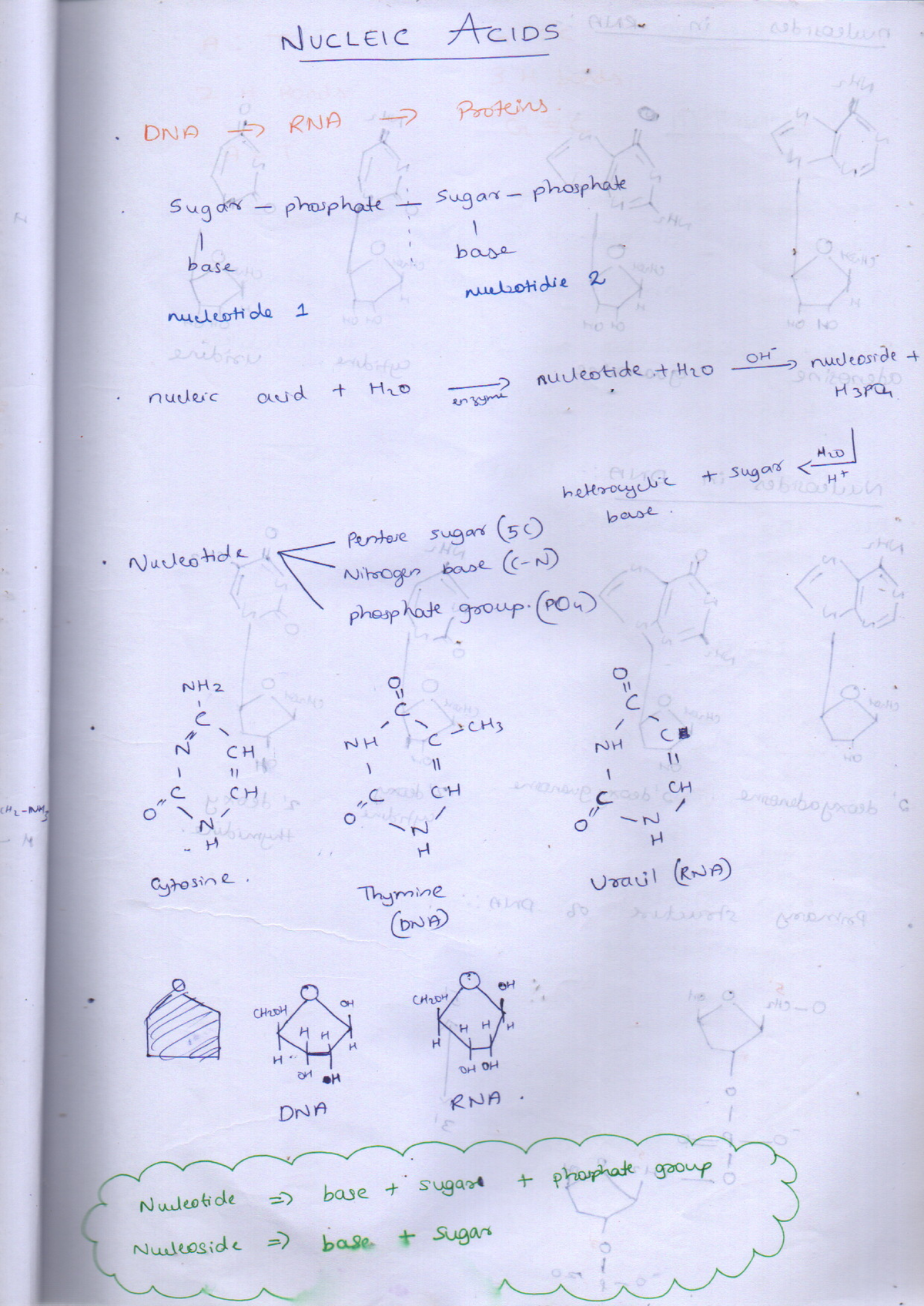 NUC 101: Nucleic Acids Overview - DNA, RNA, and Nucleotides - Studocu
