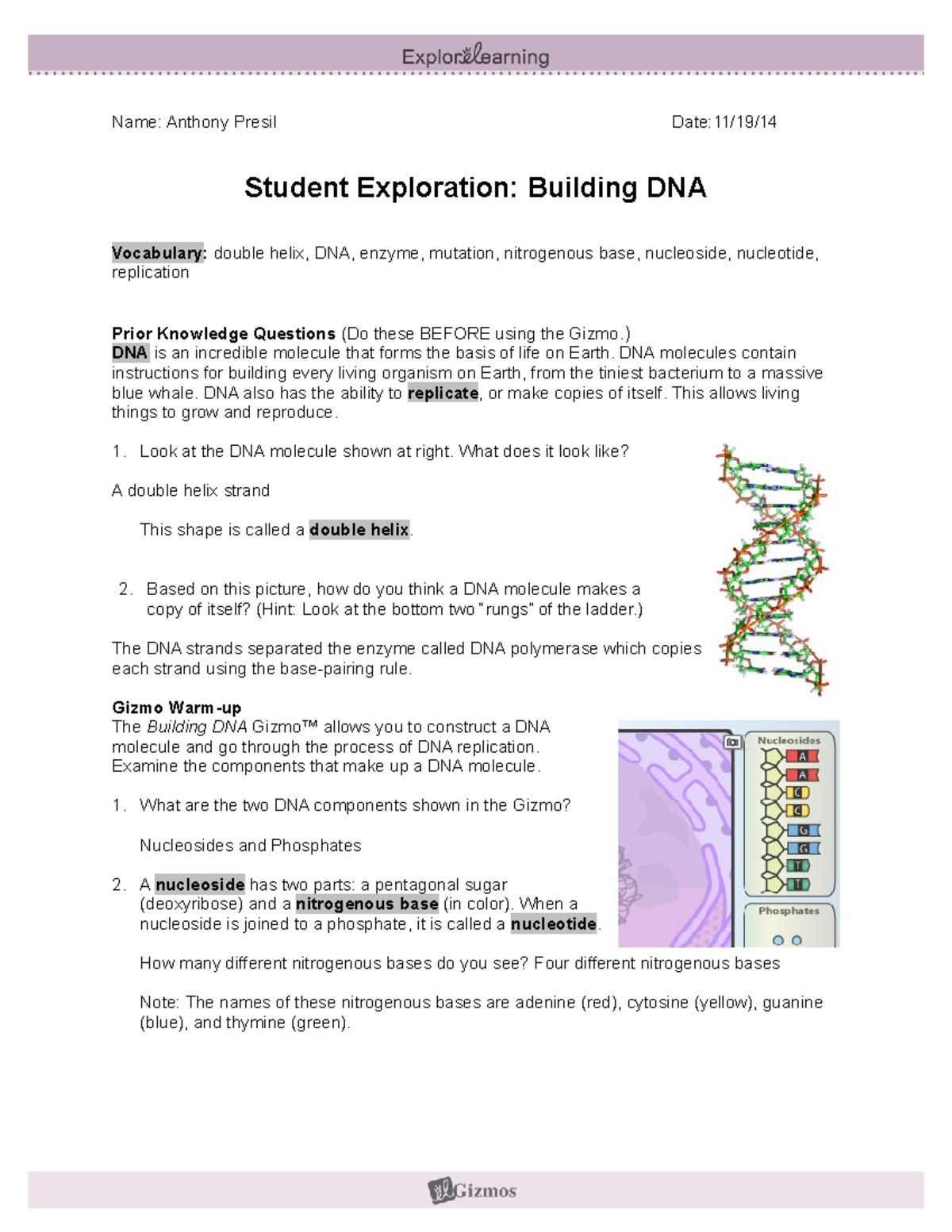Exploration of DNA Structure and Replication - Student Activity Guide ...