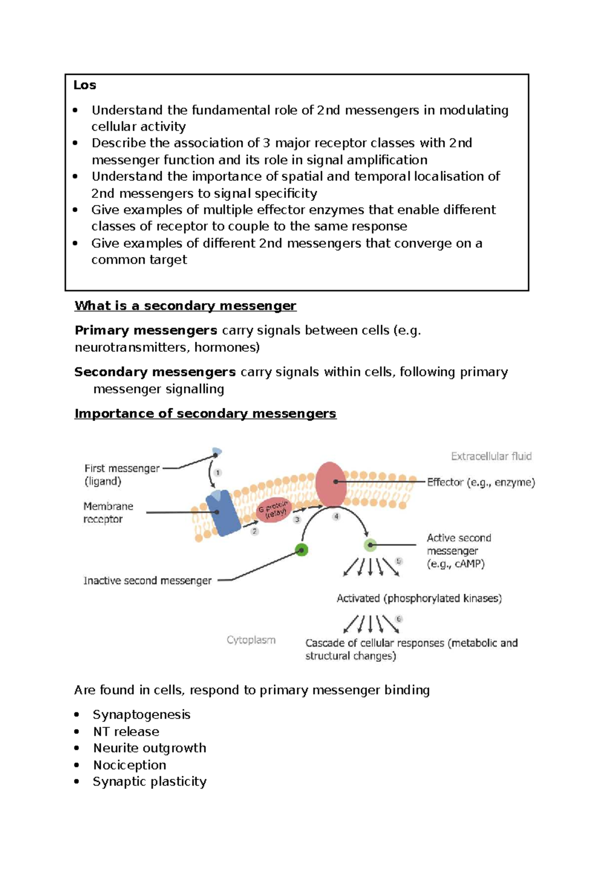 Second Messengers: Full Notes on Cellular Signaling Mechanisms - Studocu