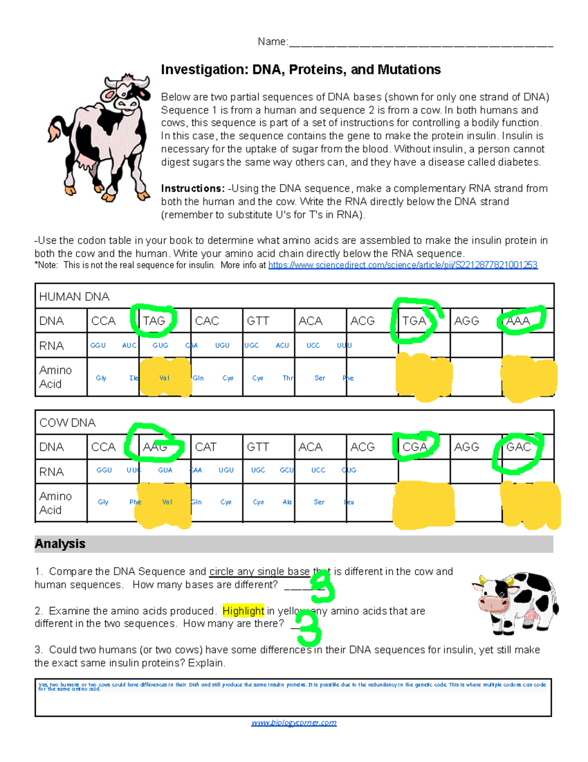 Investigation DNA, Proteins, and Mutations (2A) - Name