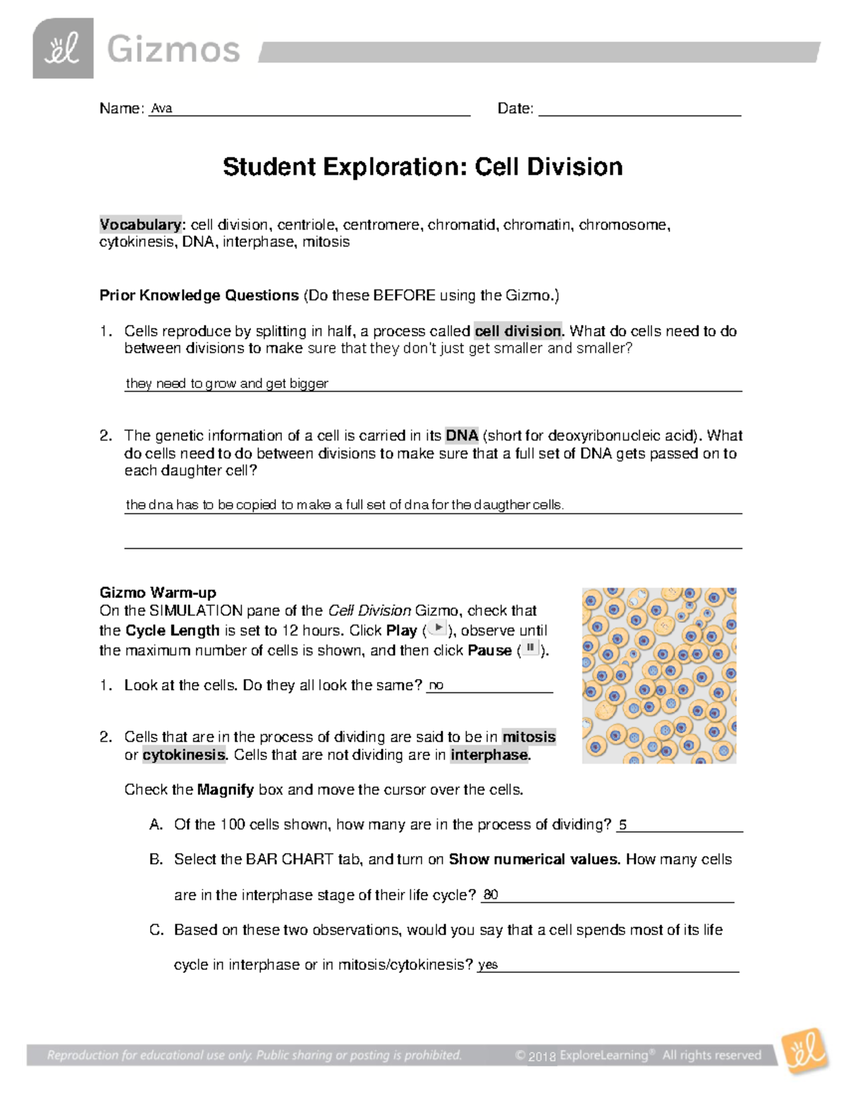 Cell Division SE - Answer Key and Activity Guide - Studocu