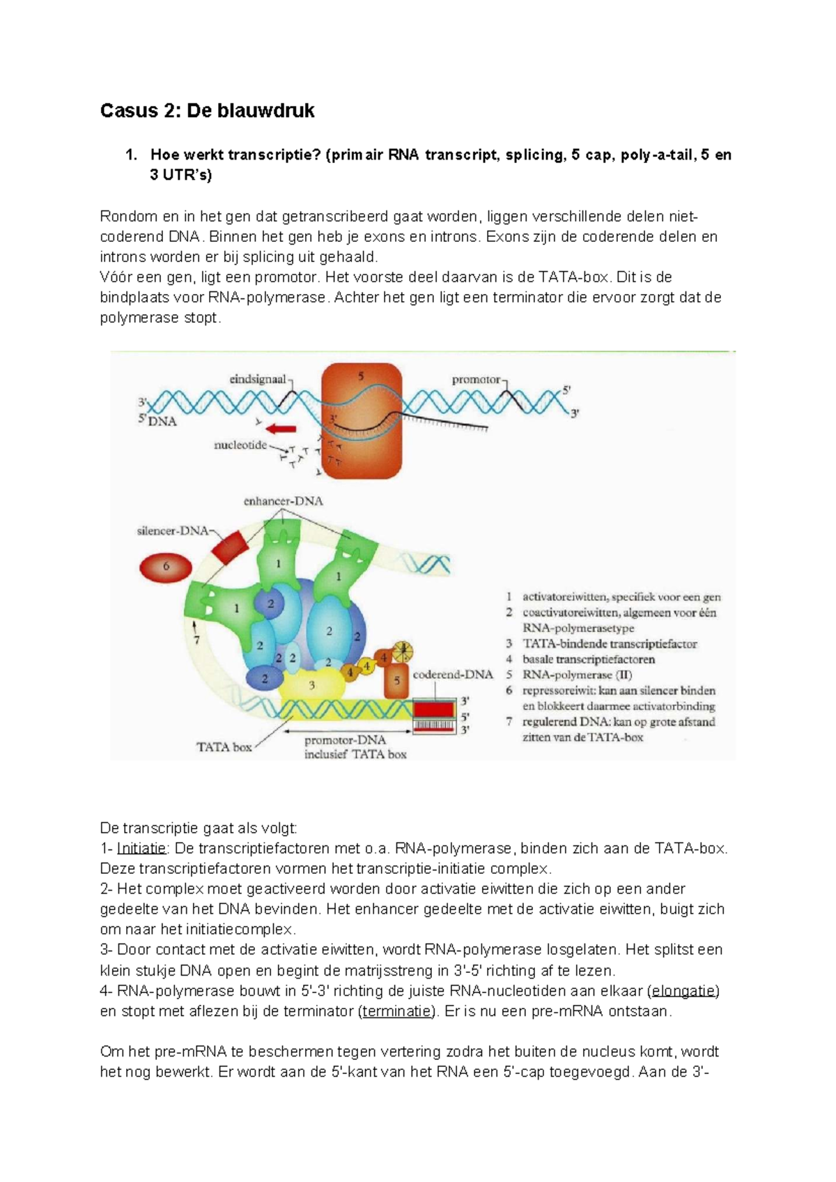 Casus 2: Transcriptie, Splicing en Translatie in Groei en Ontwikkeling ...