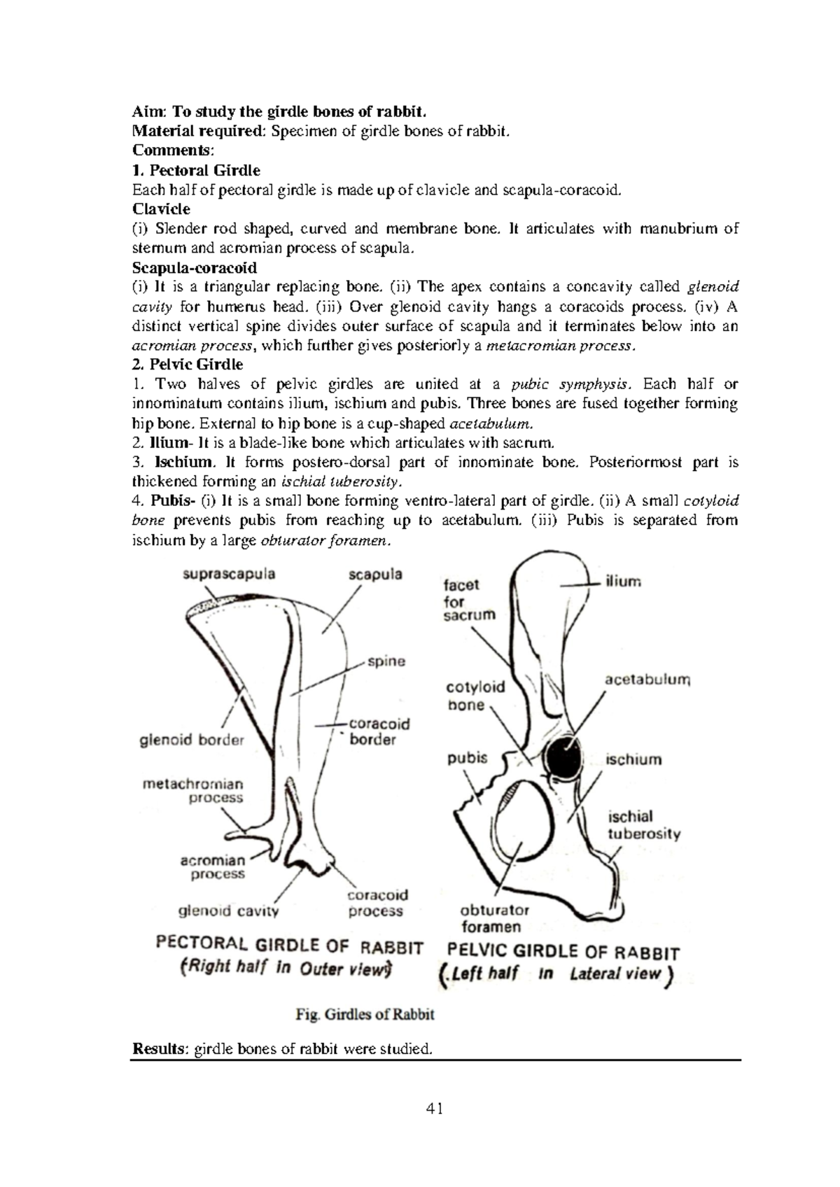 Study of Forelimb & Hindlimb Bones of Rabbit in Experimental Biology ...