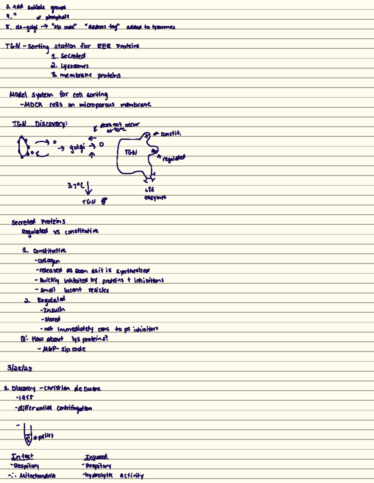 Cell bio - Review notes for exam 3, mitochondria and lysosomes - 3. Add ...
