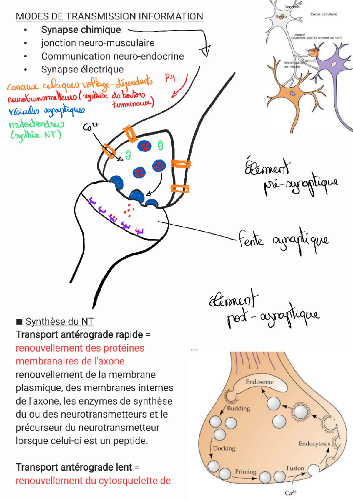 Notes de cours sur la communication cellulaire (Comm Cell) - Studocu