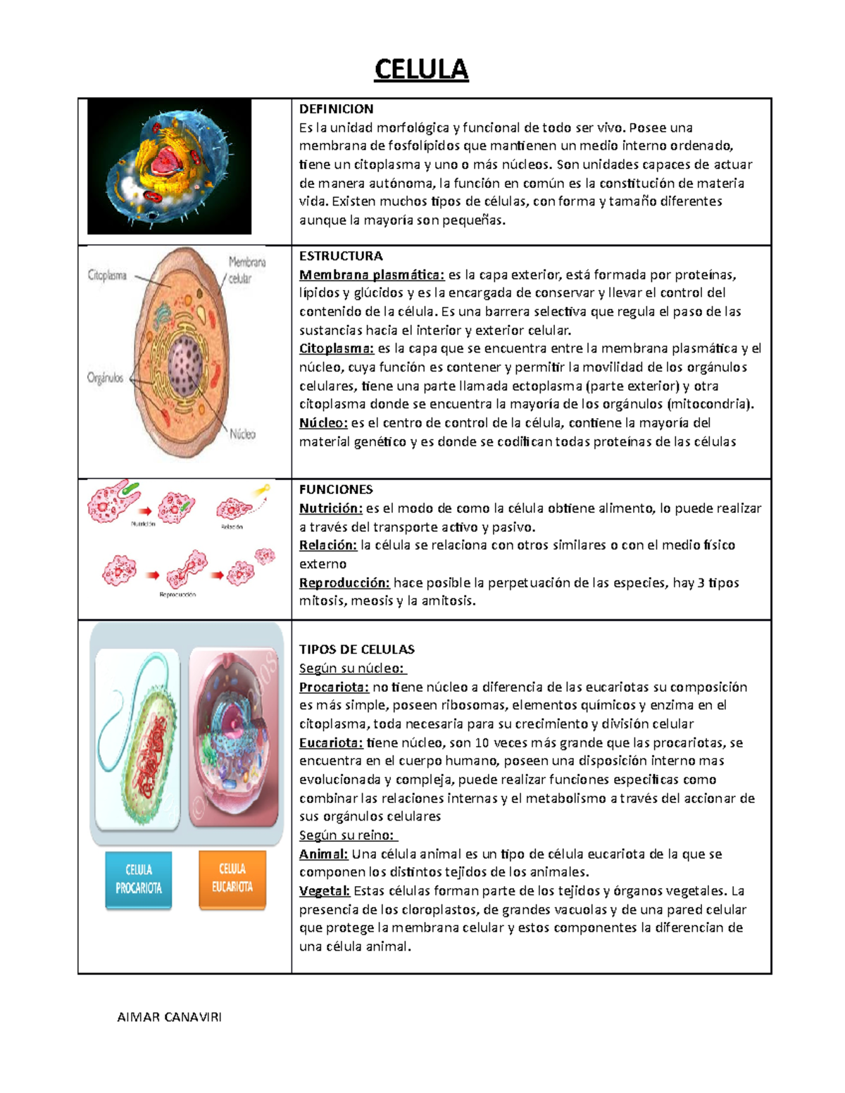 Partes De La Celula Y Sus Funciones Seonegativocom