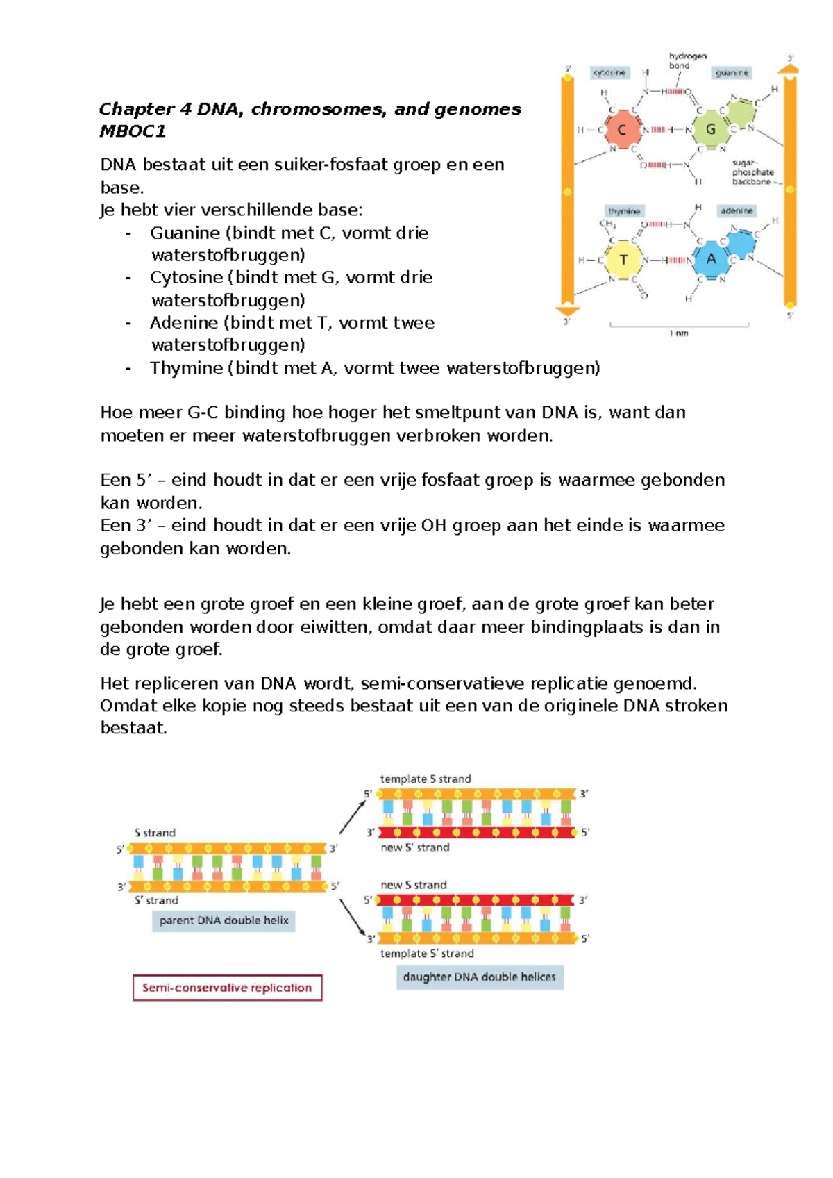 Chapter 4 DNA, Chromosomes, and Genomes - MBOC1 Samenvatting - Studeersnel