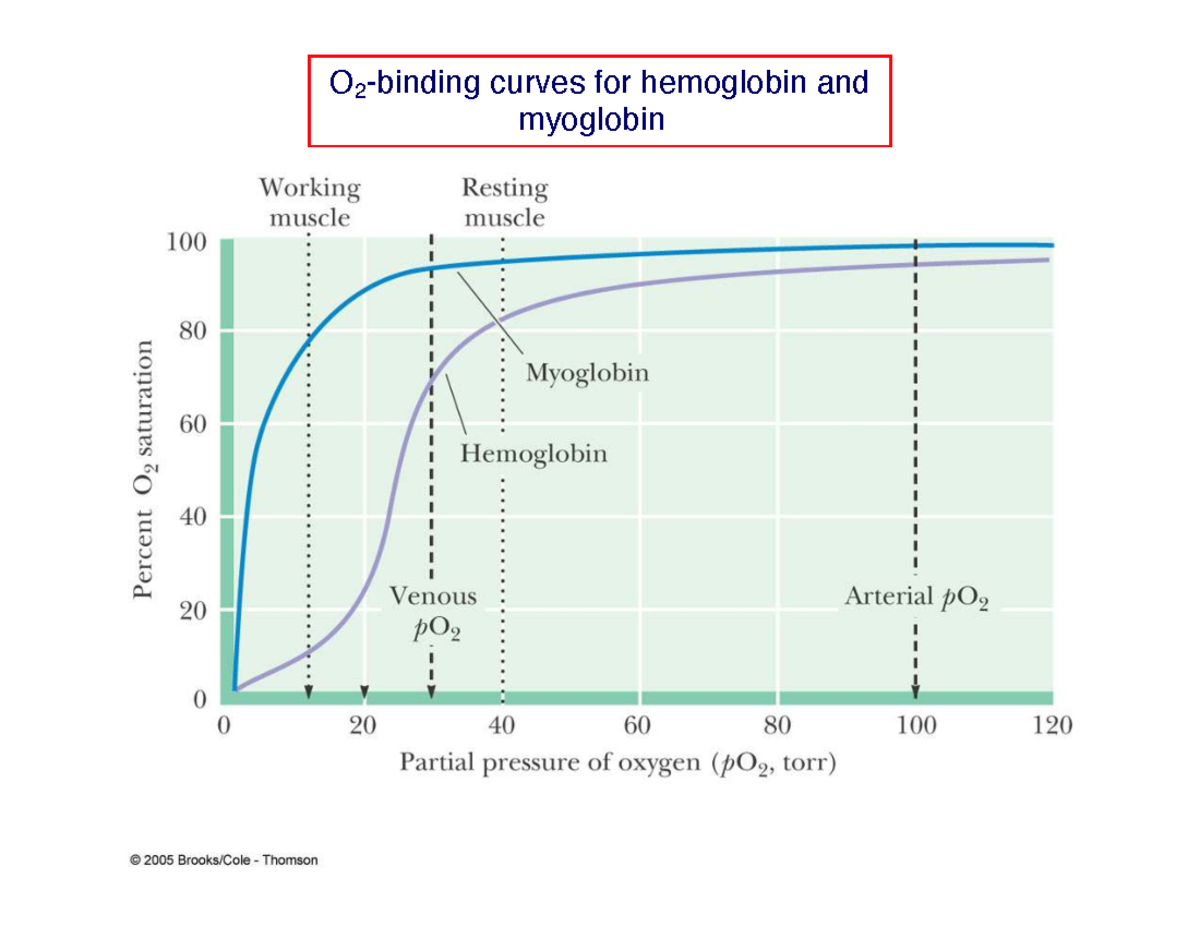 O2 Binding Curves and Carbohydrates Overview - Studocu
