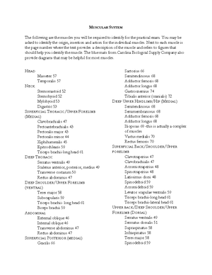 Skeletal Anatomy II: Appendicular Skeleton Practical Exam Guide ...