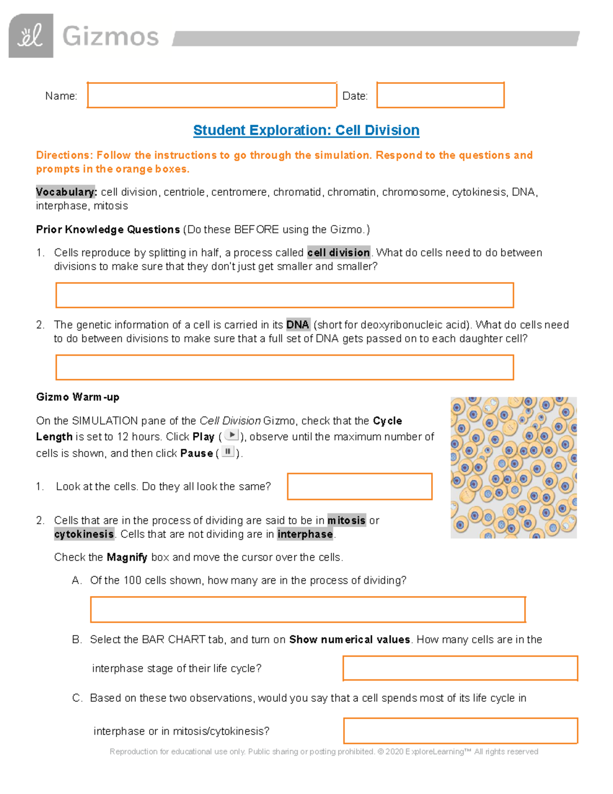 Makayla Walker - 24 Cell Division SE - Name: Date: Student Exploration ...