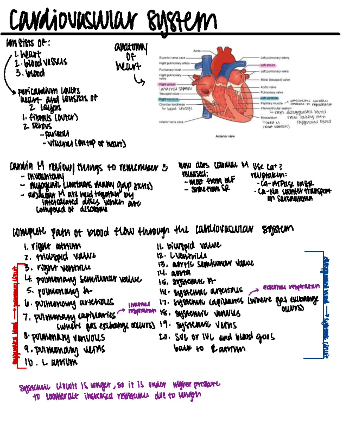 Human Physiology Exam 5 Review: Cardiovascular System Insights - Studocu