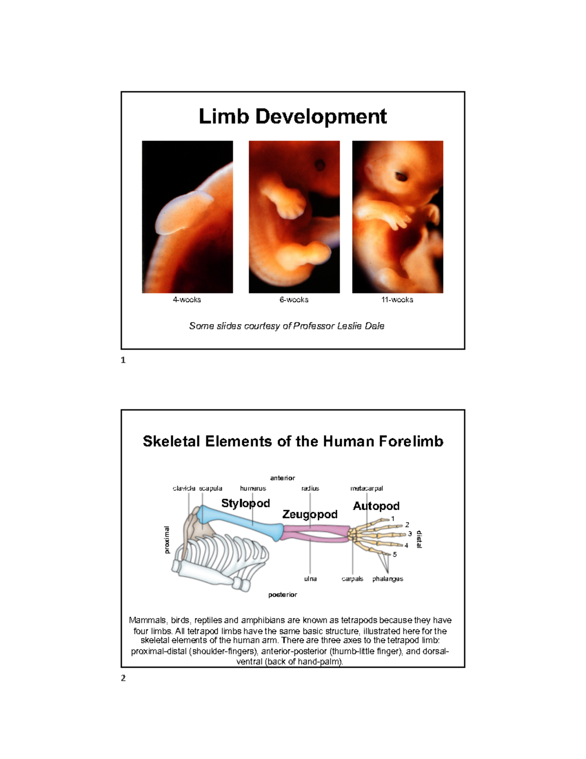 Limb Development Overview: Essential Slides from 2023 Lectures - Studocu