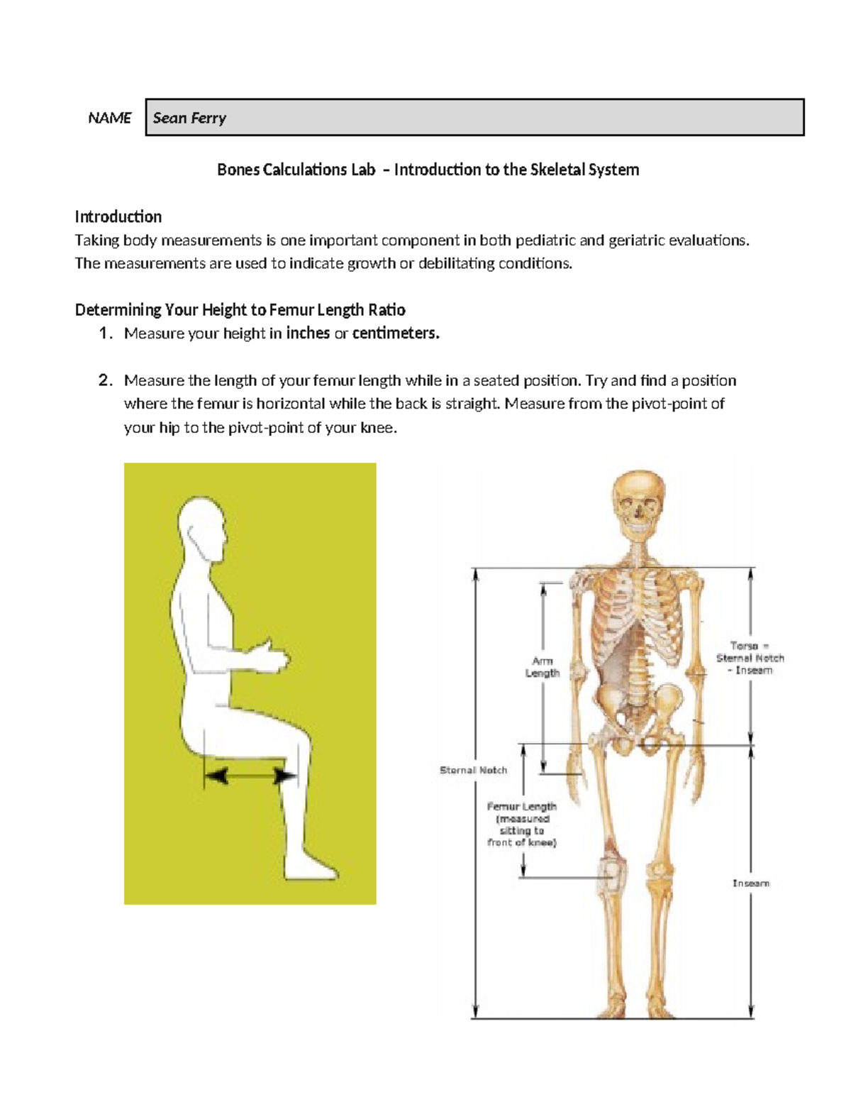 Bones Calculations Lab (HA & ID) – Skeletal System Body Proportions ...