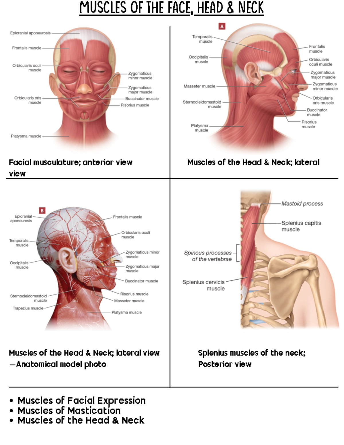 Muscles Of Head Neck And Face