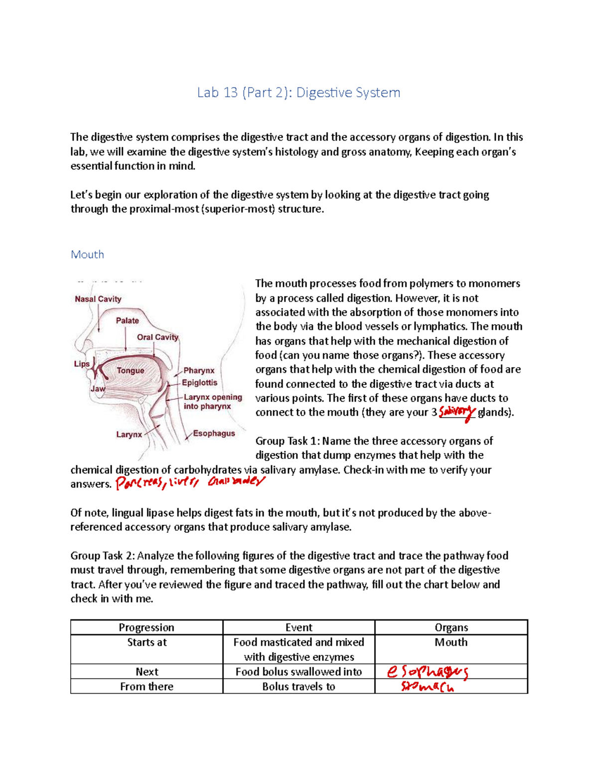 Lab+13 Part+2 +Digestive+System - Lab 13 (Part 2): DigesƟve System The ...