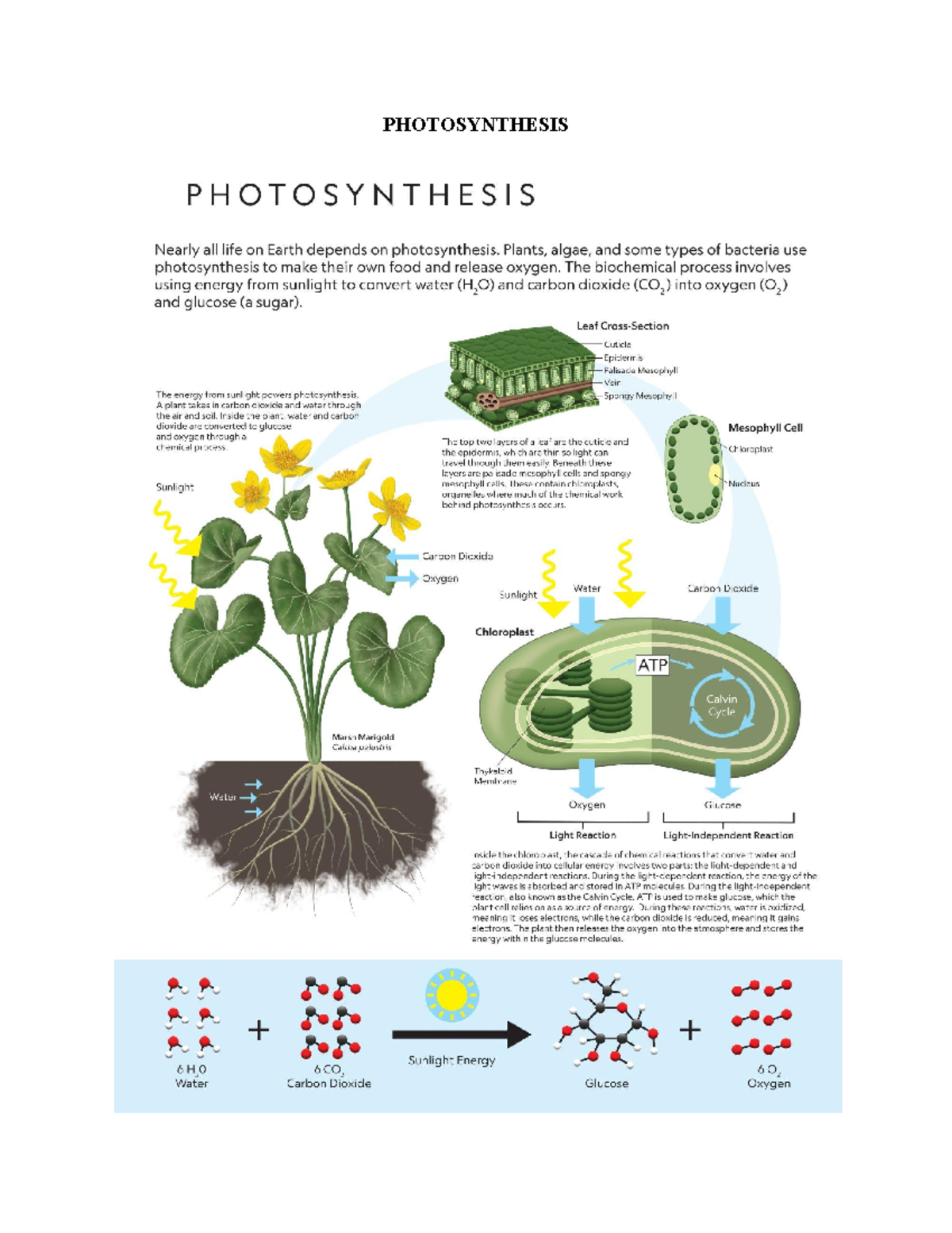 General Biology - LECTURE - PHOTOSYNTHESIS THE CALVIN CYCLE What are ...