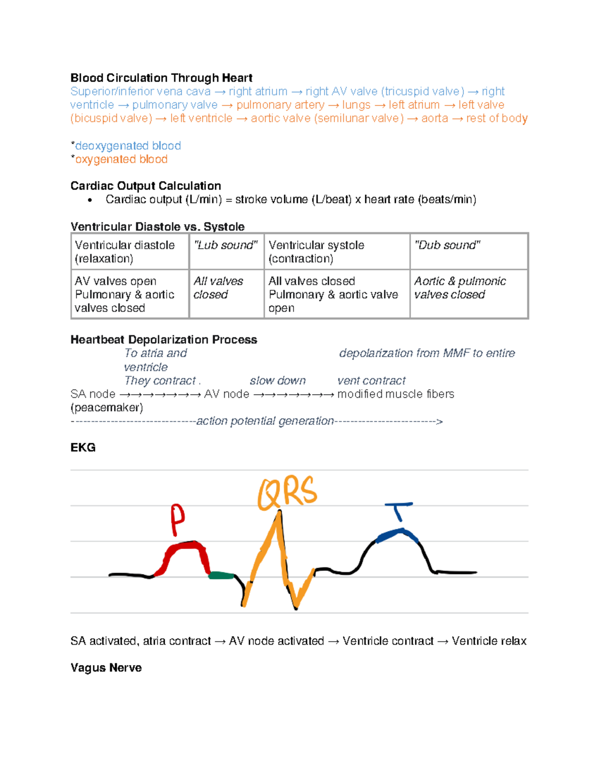 Cardiovascular System Exam Review Guide (Bio 151) - Studocu