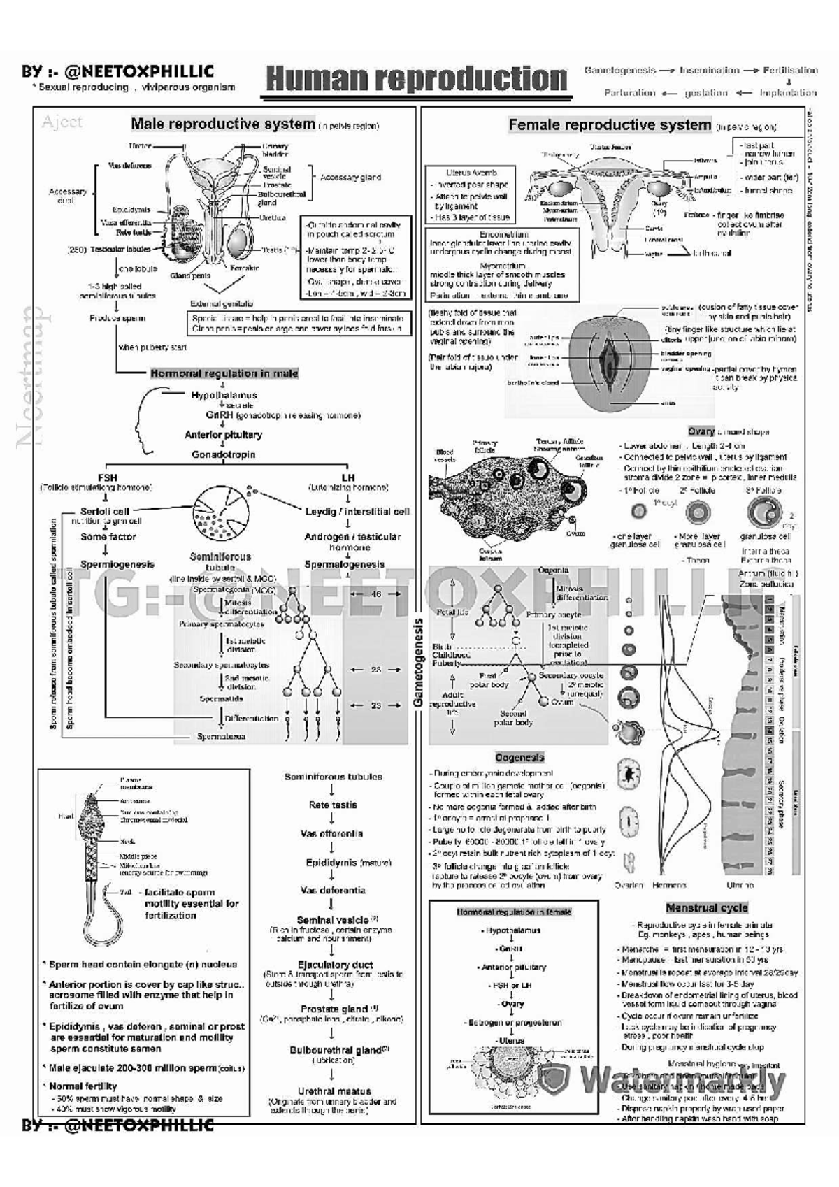 Human Reproduction Overview: Key Concepts and Notes (NEET) - Studocu