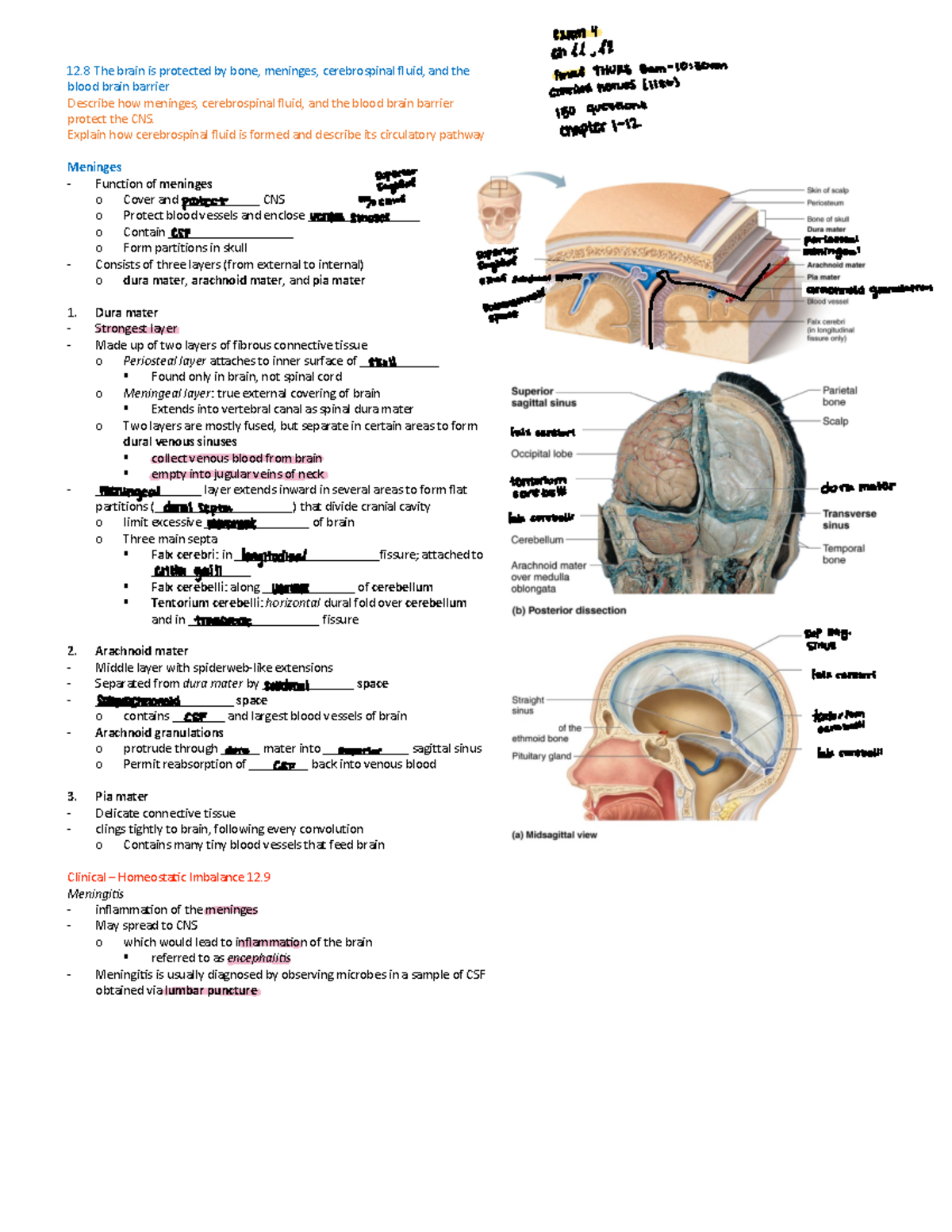 Ch+12 - Comprehensive Notes on CNS Protection and Spinal Cord Anatomy ...