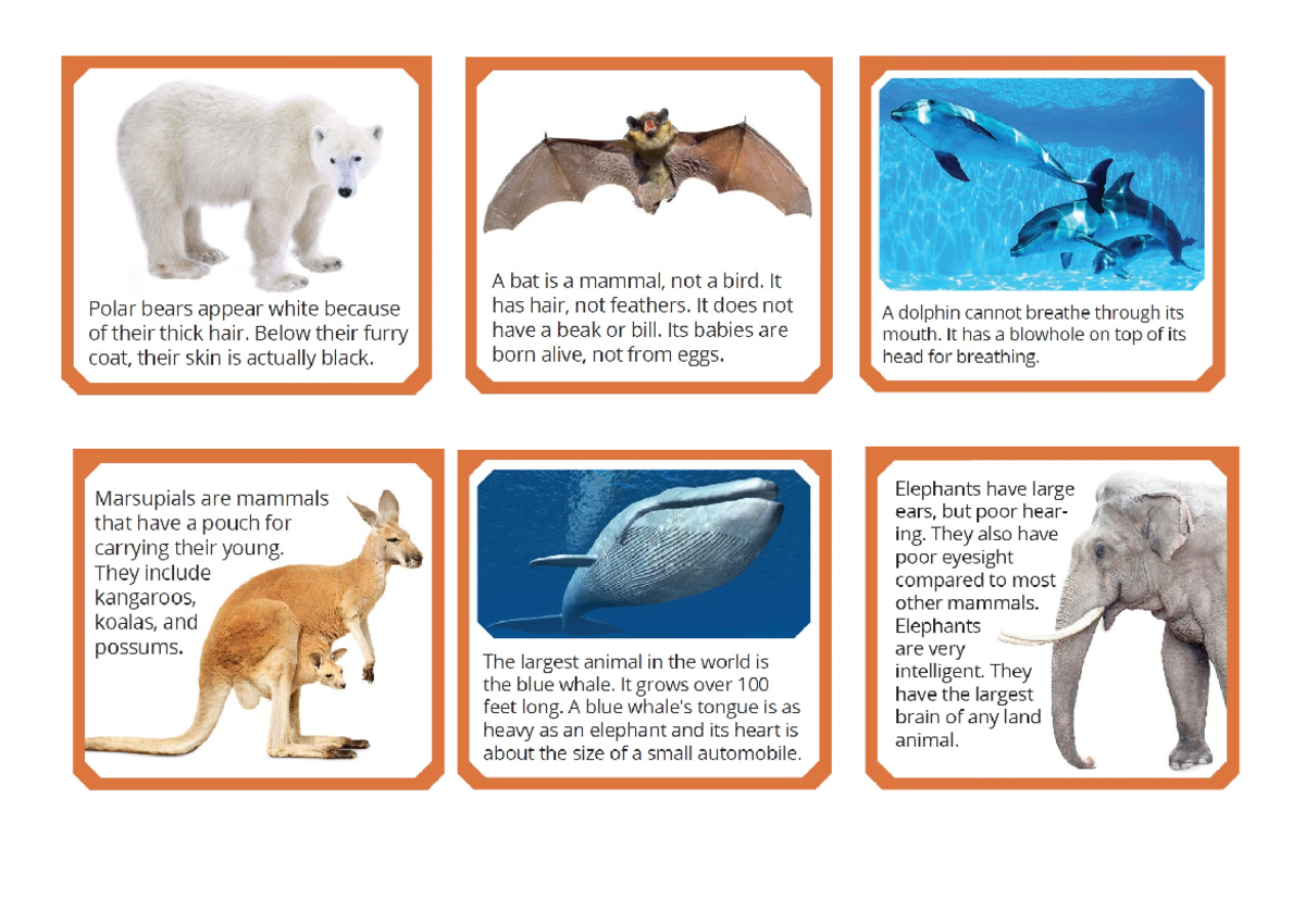 Mammals Fact Sheet: Characteristics and Examples - Studocu