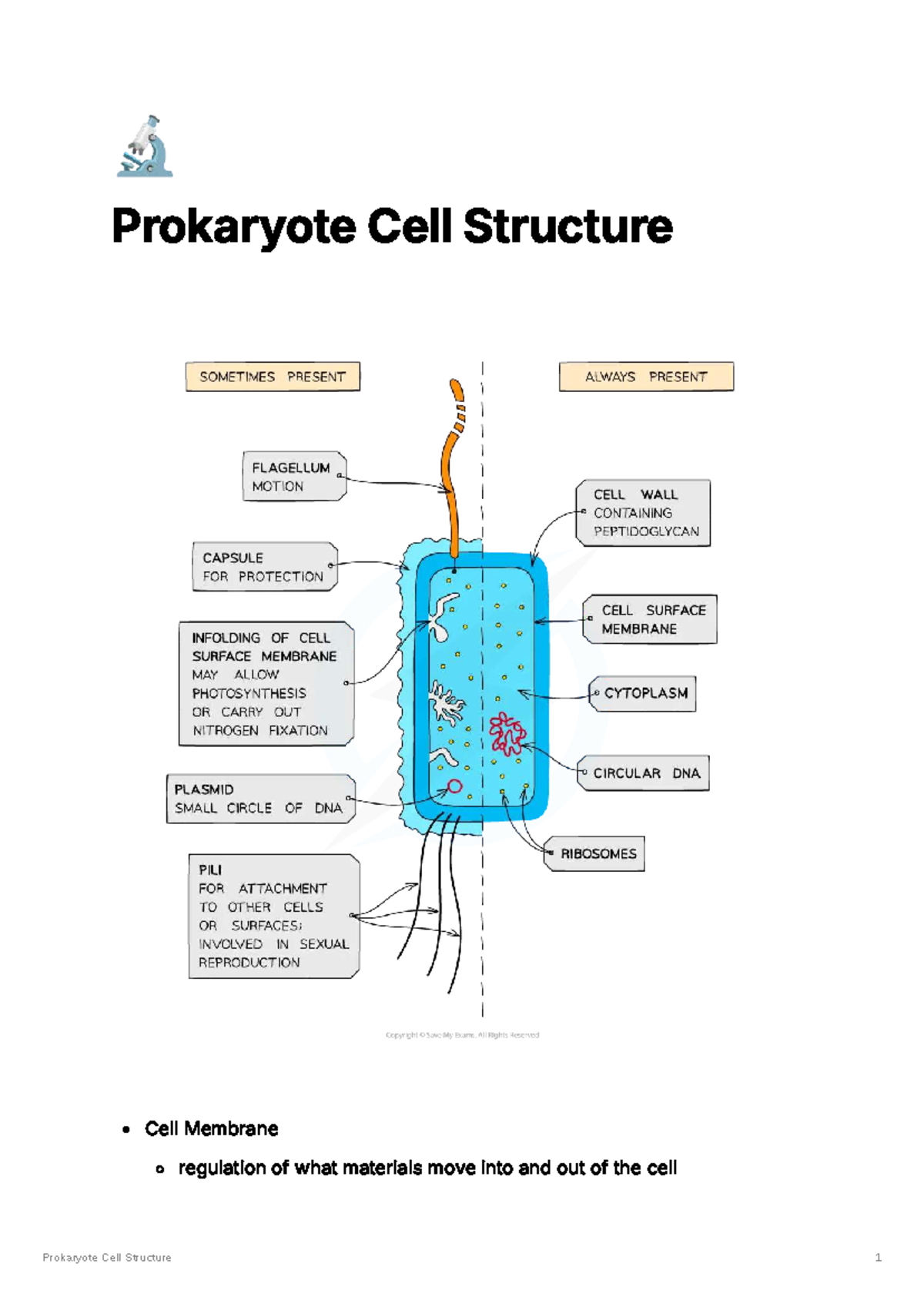 Prokaryote Cell Structure: Membrane Regulation & DNA Functions - Studocu