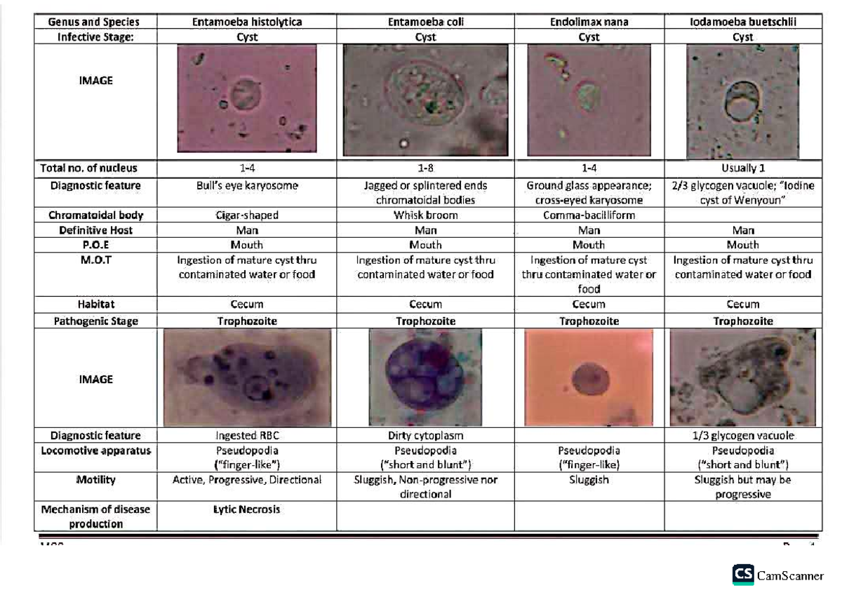 Parasitology Summary Table: Genus, Species, and Pathogenic Stages - Studocu