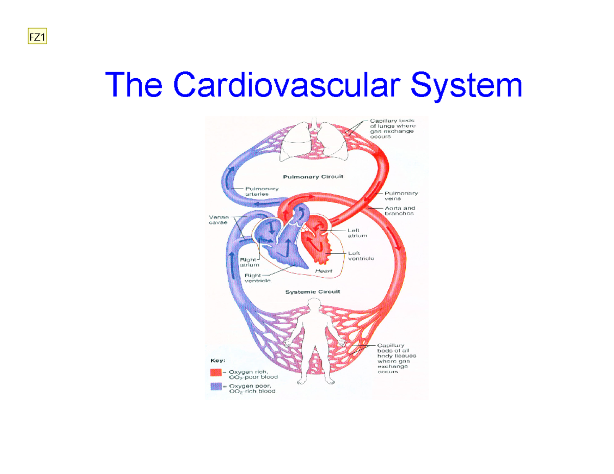 Cardiovascular Physiology Lecture Notes - FZ1 Overview and Concepts ...