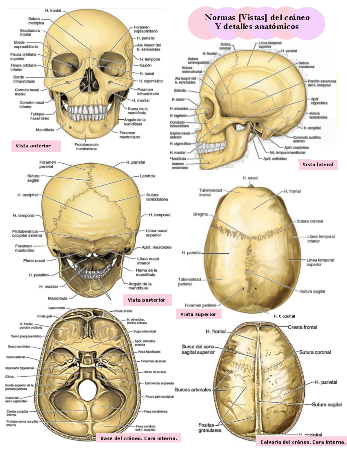Vistas del cráneo - Anatomía Básica - Anatomía Humana - Vista anterior  Vista lateral Vista posterior - Studocu, image size:1200x1553