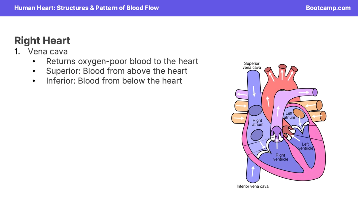 Screenshot 2025-03-11 at 11.49.40 AM - Anat 32 - Human Heart ...