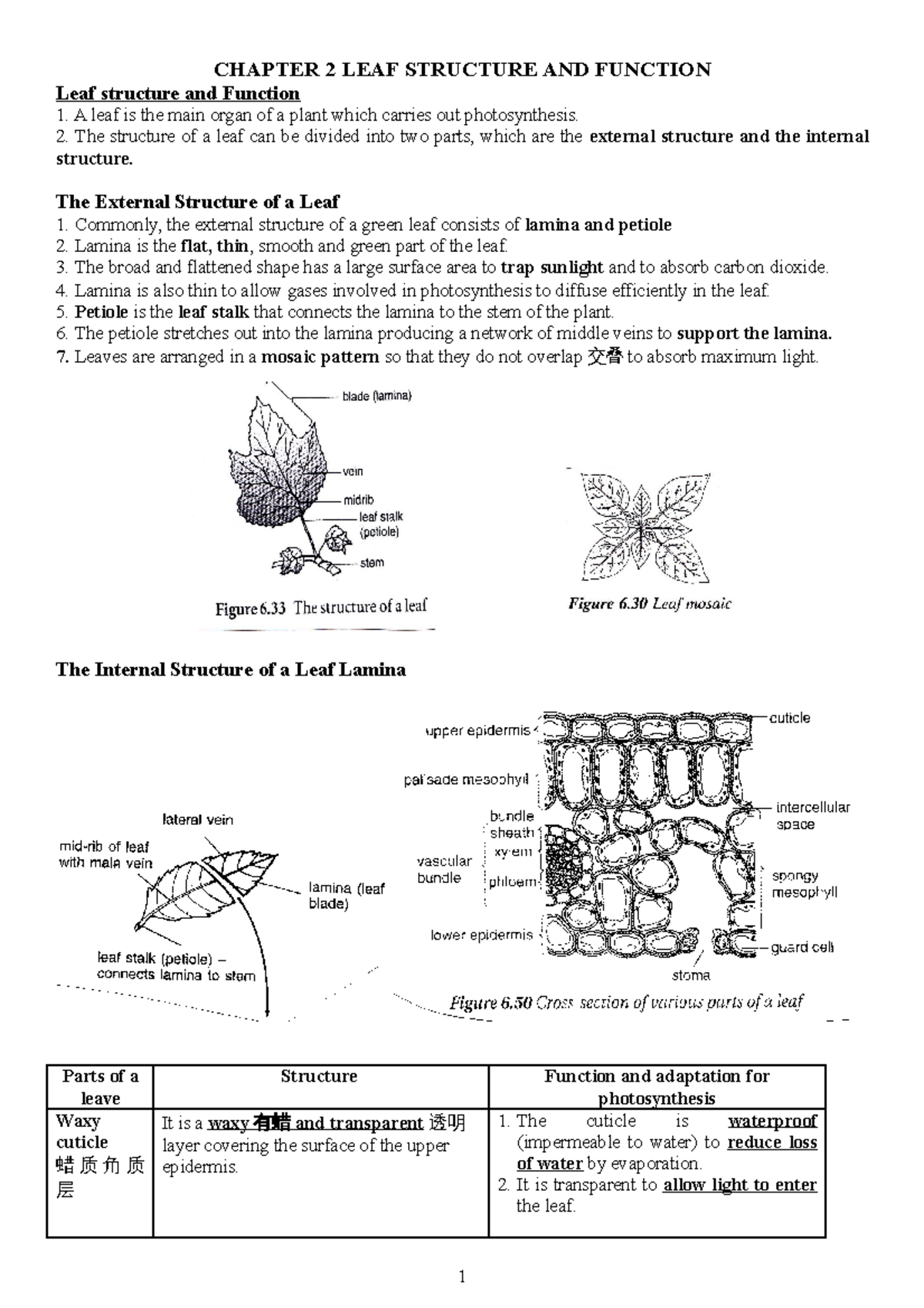 Chapter 2 LEAF Structure AND Function - CHAPTER 2 LEAF STRUCTURE AND ...