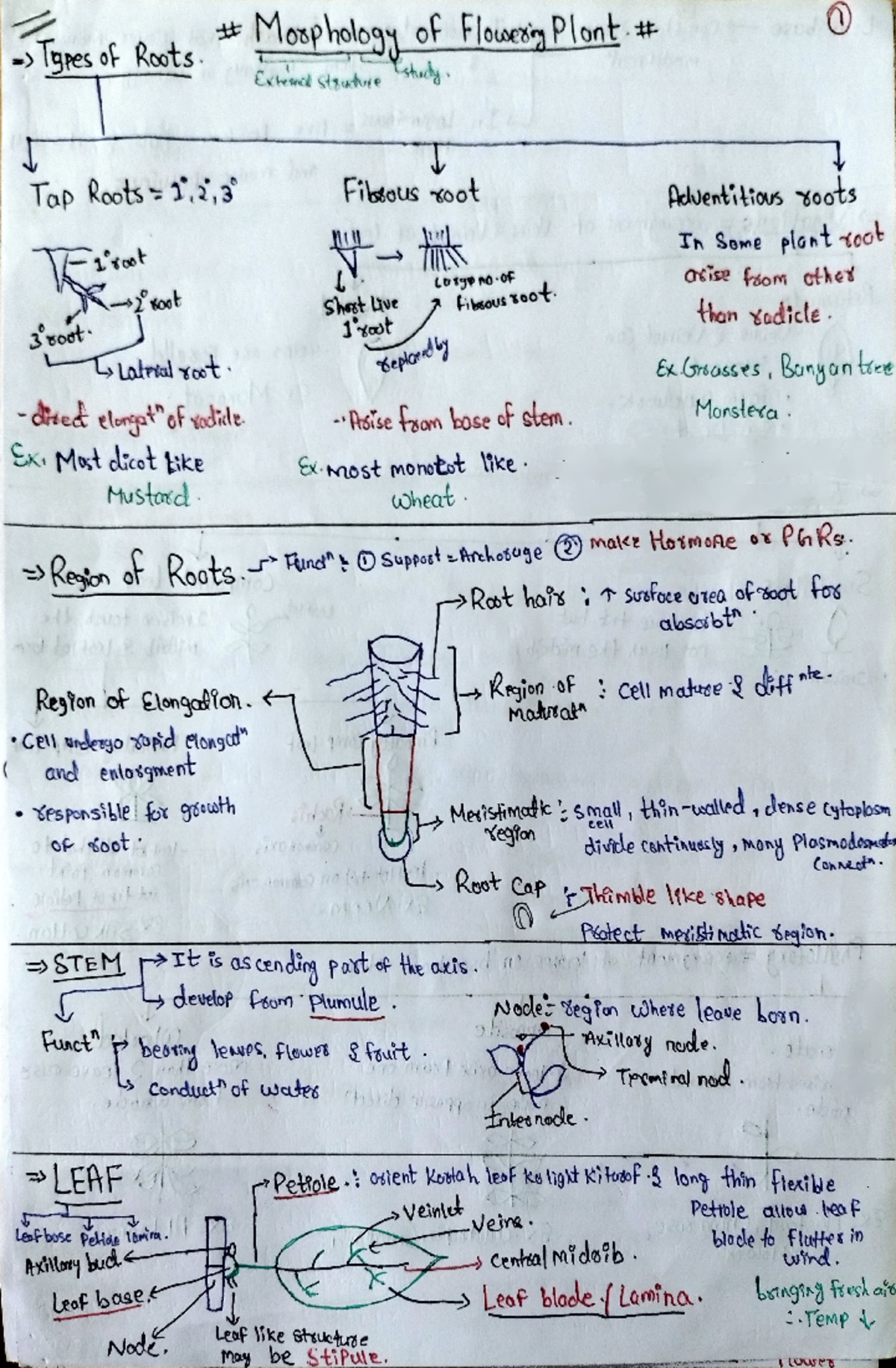 Morphology of Plants: Detailed Notes and Study Guide (BIO 101) - Studocu