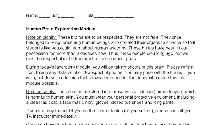 Human Brain Module KEY - Lab Packet Answers (ANAT 101) - Studocu