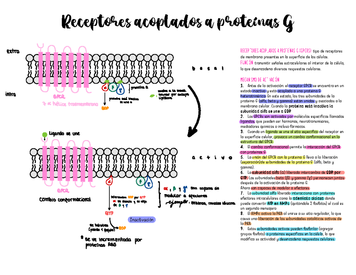 Mecanismo de Activación y Desensibilización de GPCRs (Receptores ...