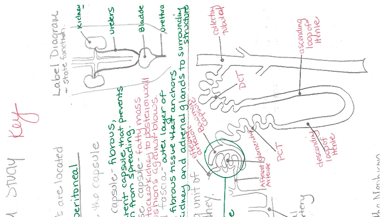 Urinary System Functions Study Guide (U.S.) - Doodle Notes Key Unit 1 ...