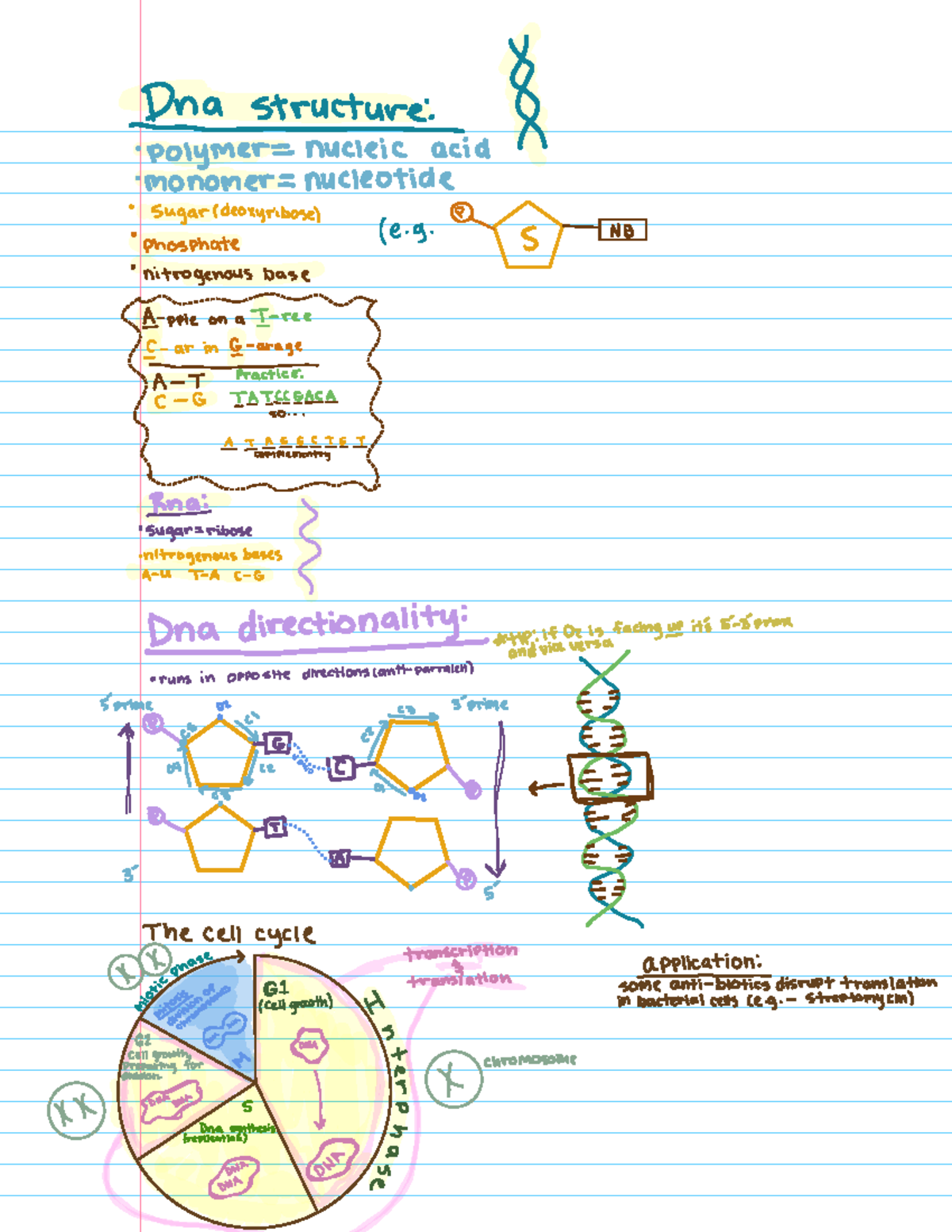 DNA Structure and Function: Lecture Notes - Studocu