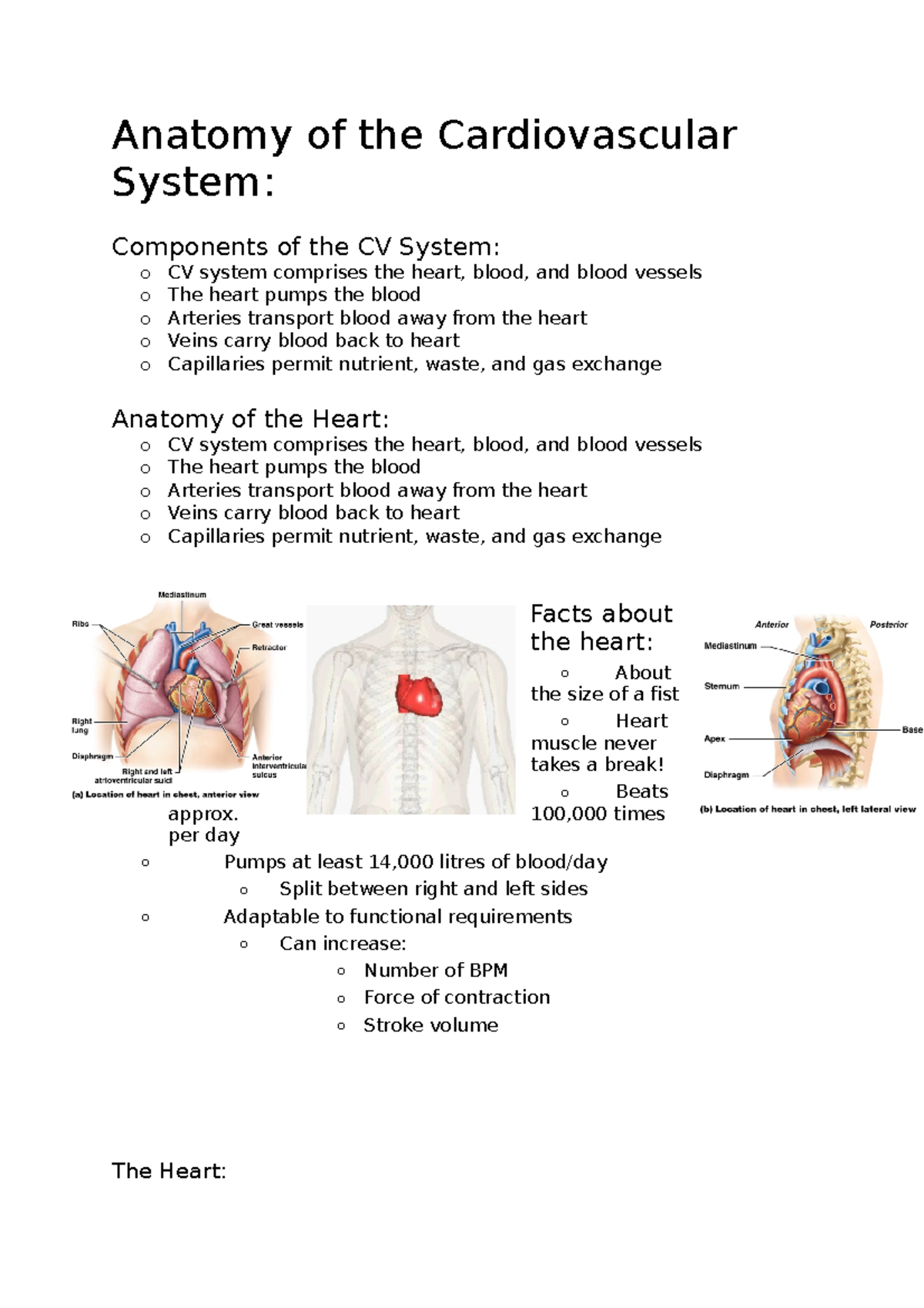 Anatomy of the Cardiovascular System - Anatomy of the Cardiovascular ...