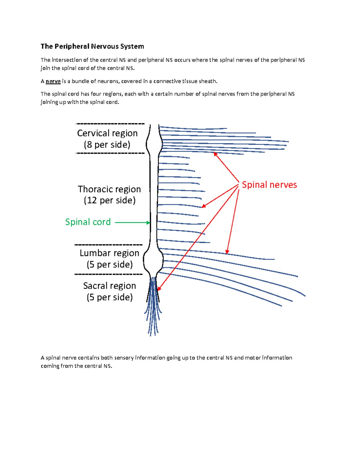 Peripheral Nervous System Overview: Spinal Nerves & Reflexes - The ...