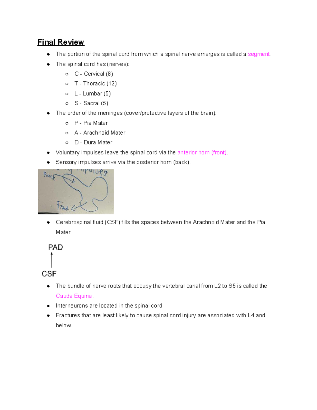 Final Exam Review: Anatomy & Physiology of the Nervous System (BIO 101 ...