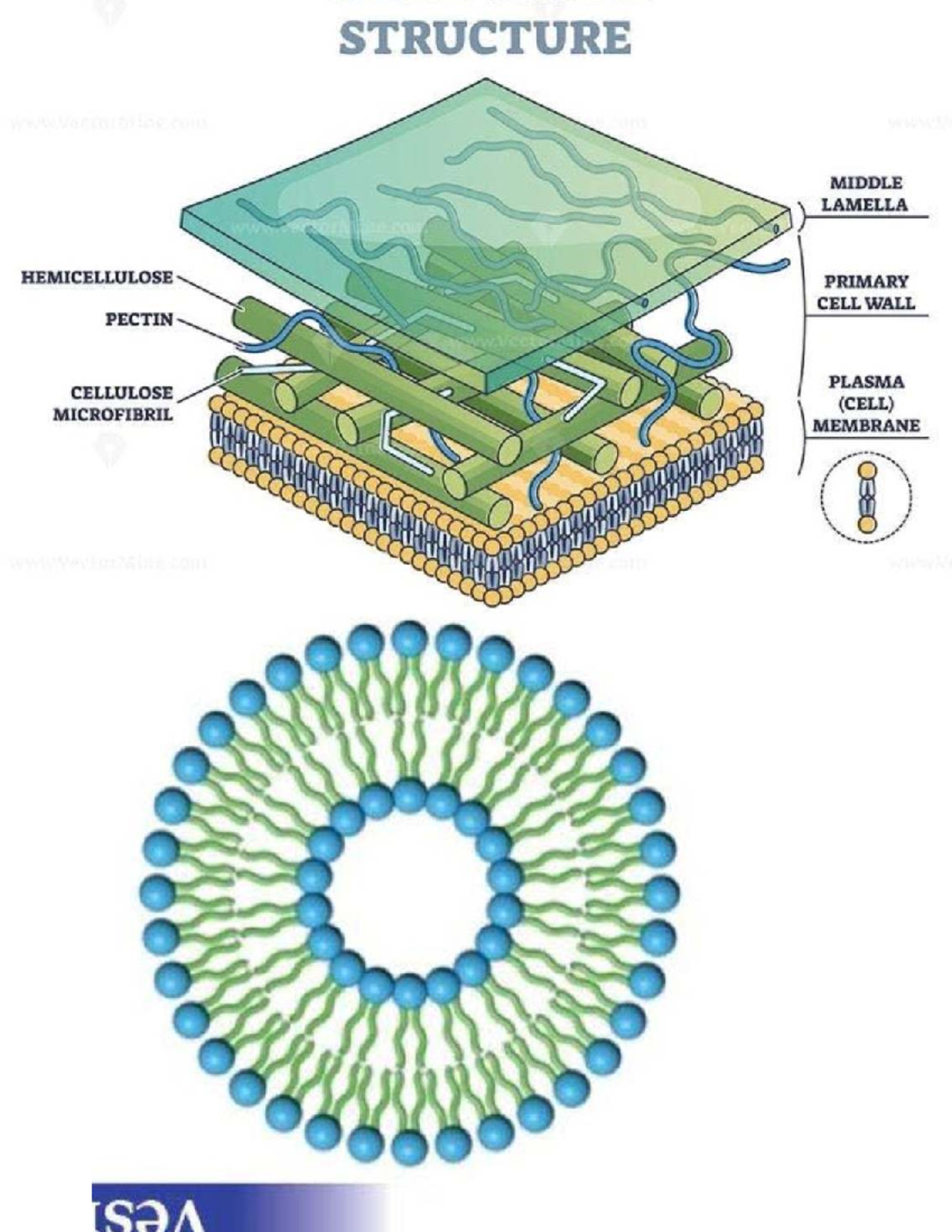 Cell Wall Structure and Function: Hemicellulose, Pectin, and Proteins ...