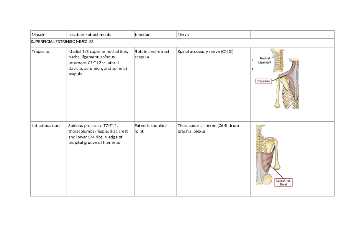 Muscle Attachments and Functions: An Overview of Muscles and ...