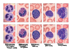AP2-Lab-3 - A+P Lab on blood and the heart - Lab 3 Blood and the Heart ...
