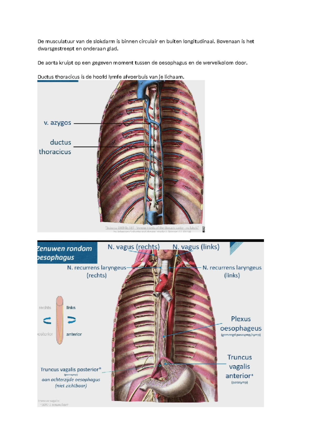 Anatomie Thema 2: Gedetailleerde Analyse van Slokdarm en Maag - Studeersnel