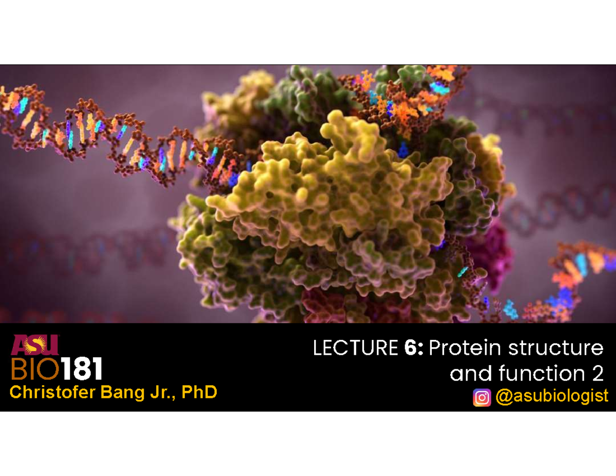 BIO181 LECTURE 6: Protein Structure & Function 2 Notes - Studocu
